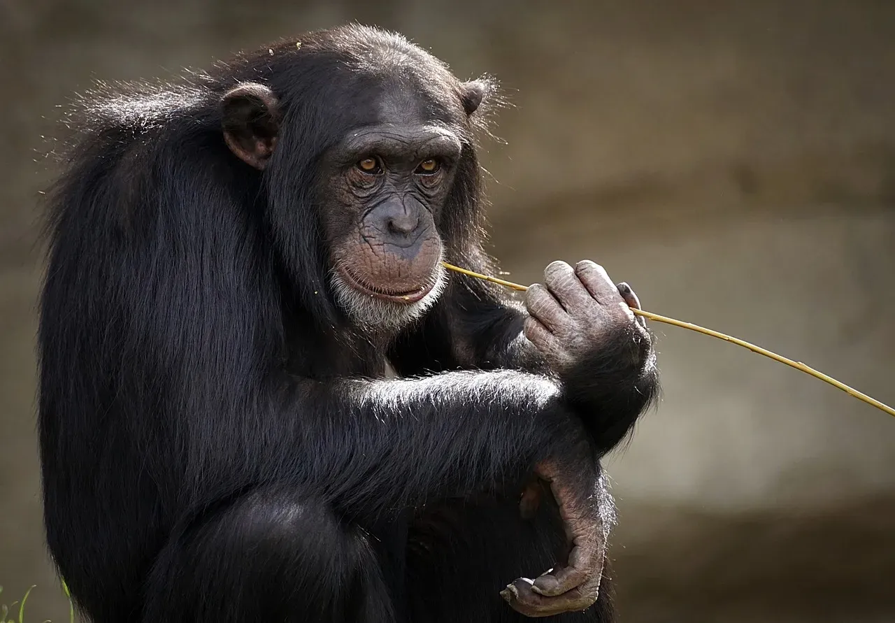 #4 - Primates Recall Complex Social Drama for Years (Image Credits: Pixabay)
