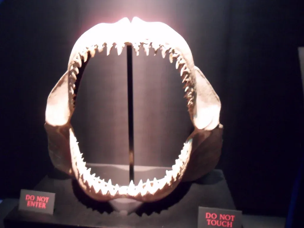 11. You’re Discovering Why Megalodon Is Almost Certainly Not Hiding in Today’s Oceans (Eligius4917, Flickr, CC BY-SA 2.0)