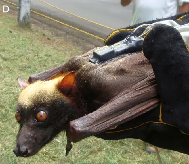 #7 - The Fruit Bat Whose Habitat Got Mined Before the Bat Did (By de Jong C, Field H, Tagtag A, Hughes T, Dechmann D, Jayme S, et al., CC BY-SA 3.0)