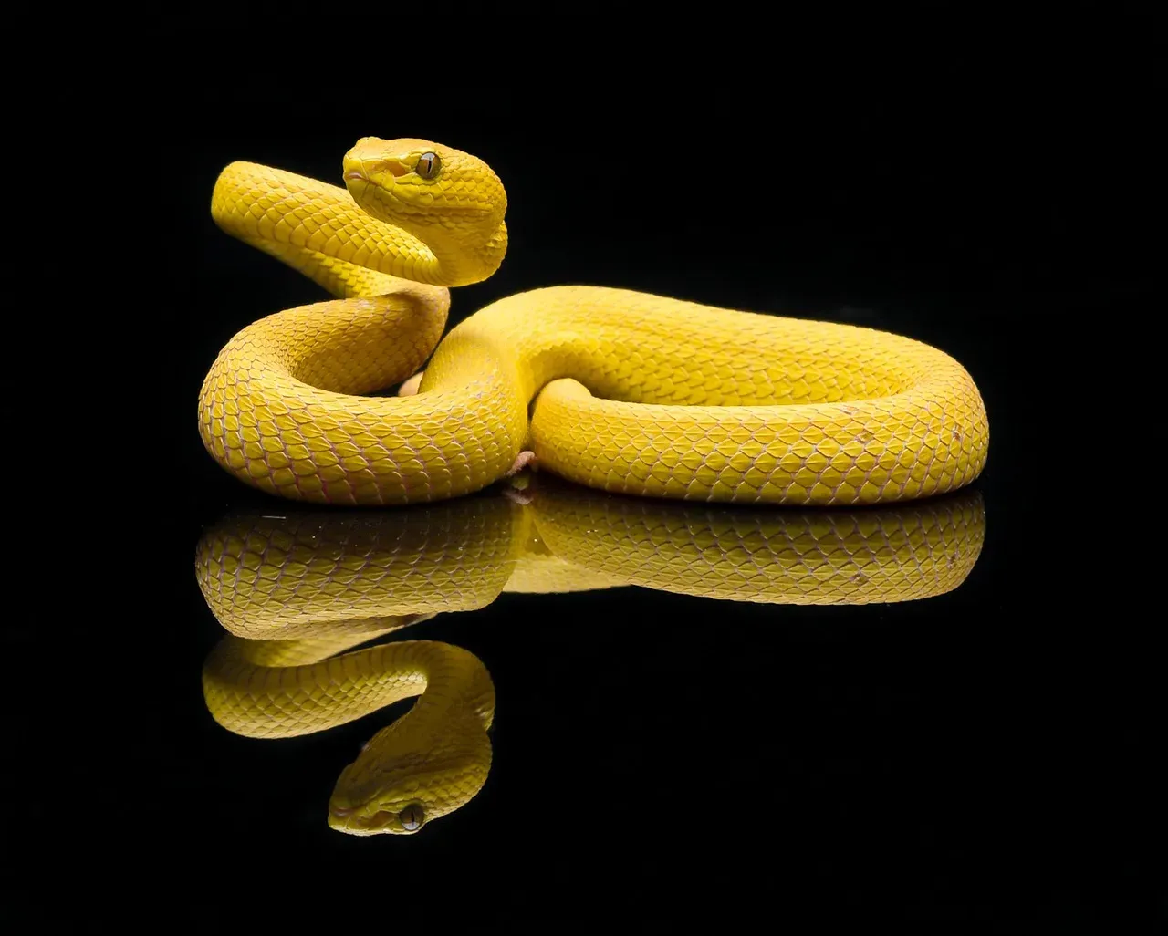 Snake: Focused Energy Brings Rewards (Image Credits: Pixabay)