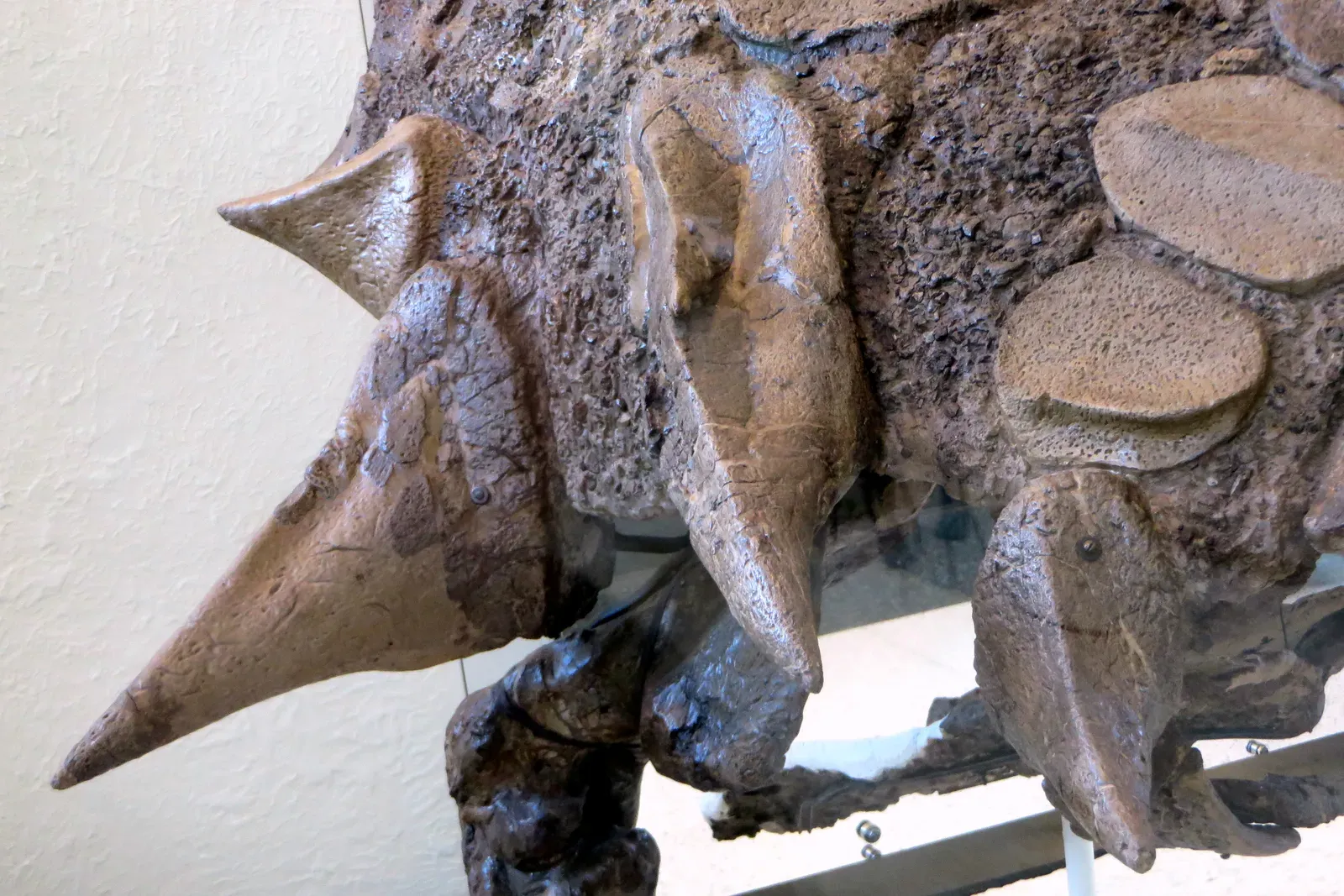 The Bizarre Spicomellus Ankylosaur Rewrites Armor Evolution (Image Credits: Wikimedia)