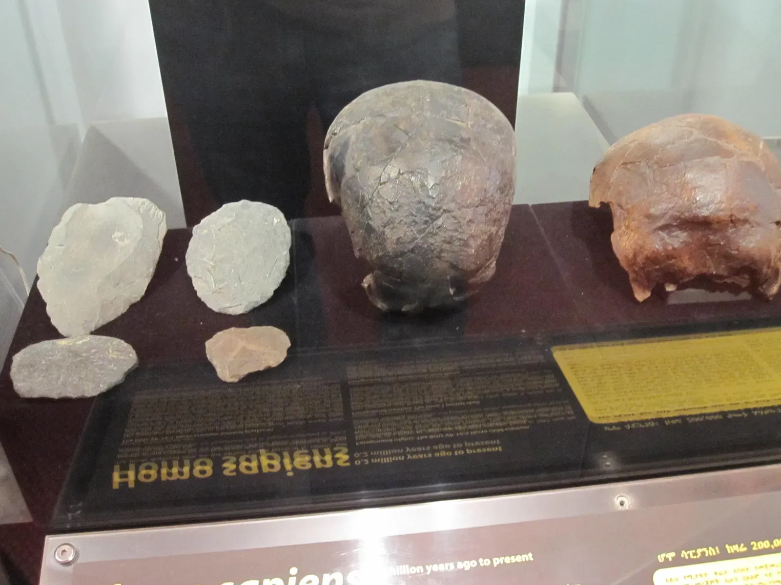 The Herto Child: A Face from the Dawn of Our Species (By Alessandrosmerilli, CC BY-SA 3.0)