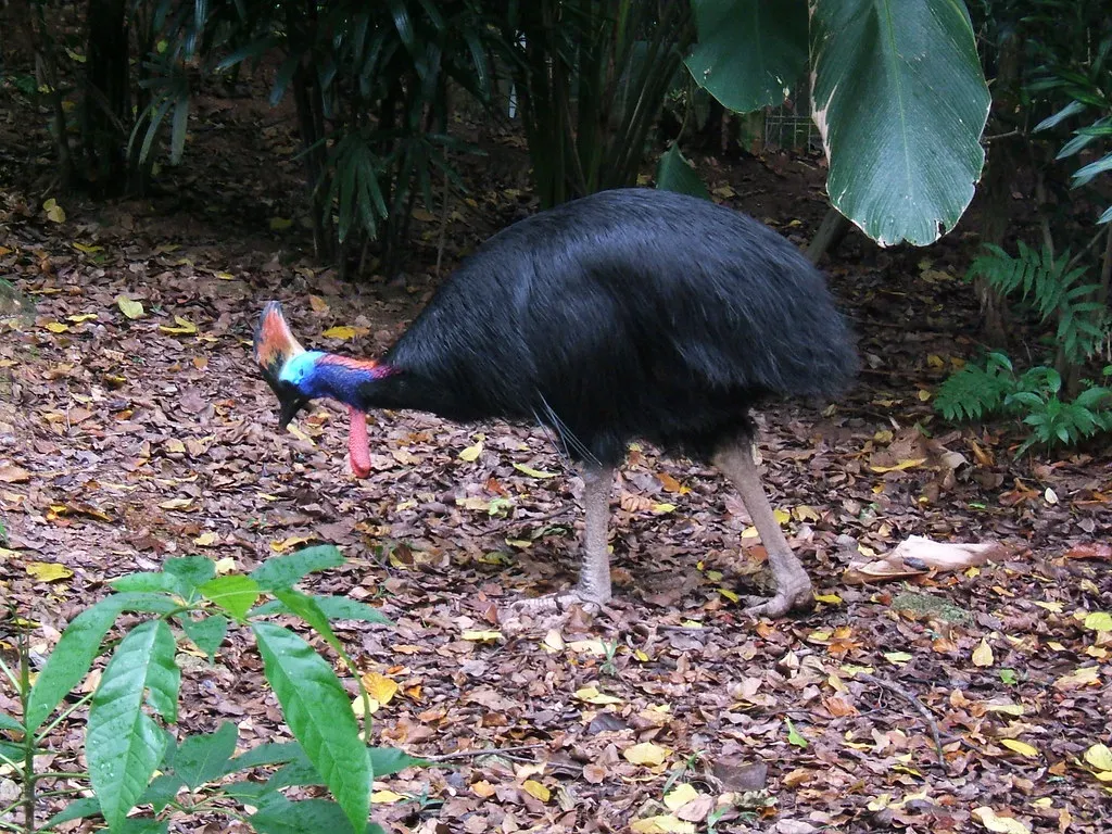 They're the Rainforest's Most Important Gardeners (Image Credits: Flickr)