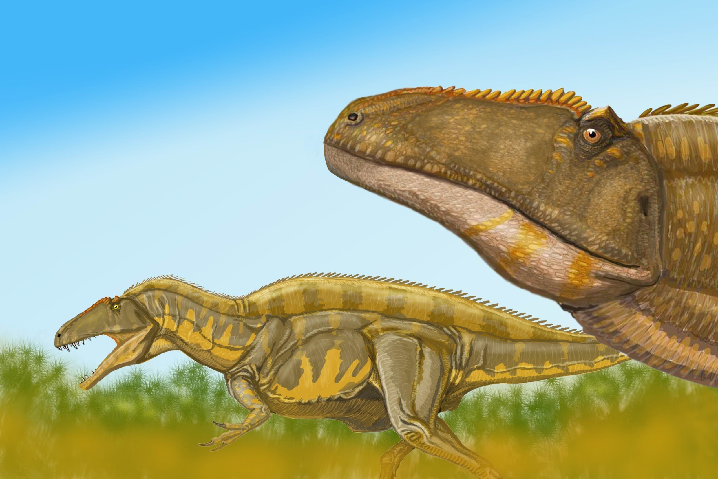 The Cretaceous Powerhouse: Acrocanthosaurus (Image Credits: Wikimedia)