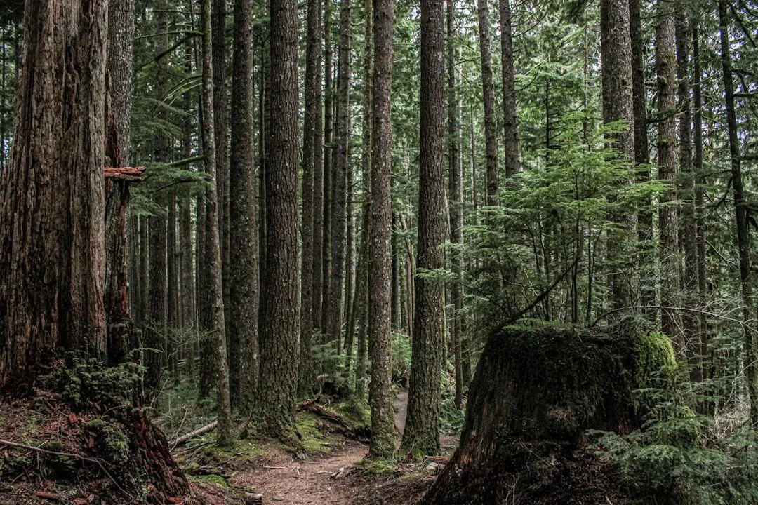 Modern Forests, Ancient Lessons: A Personal Take (Image Credits: Unsplash)