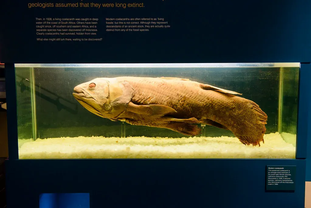Living Fossils And The Shock Of The Coelacanth (Son of Groucho, Flickr, CC BY 2.0)