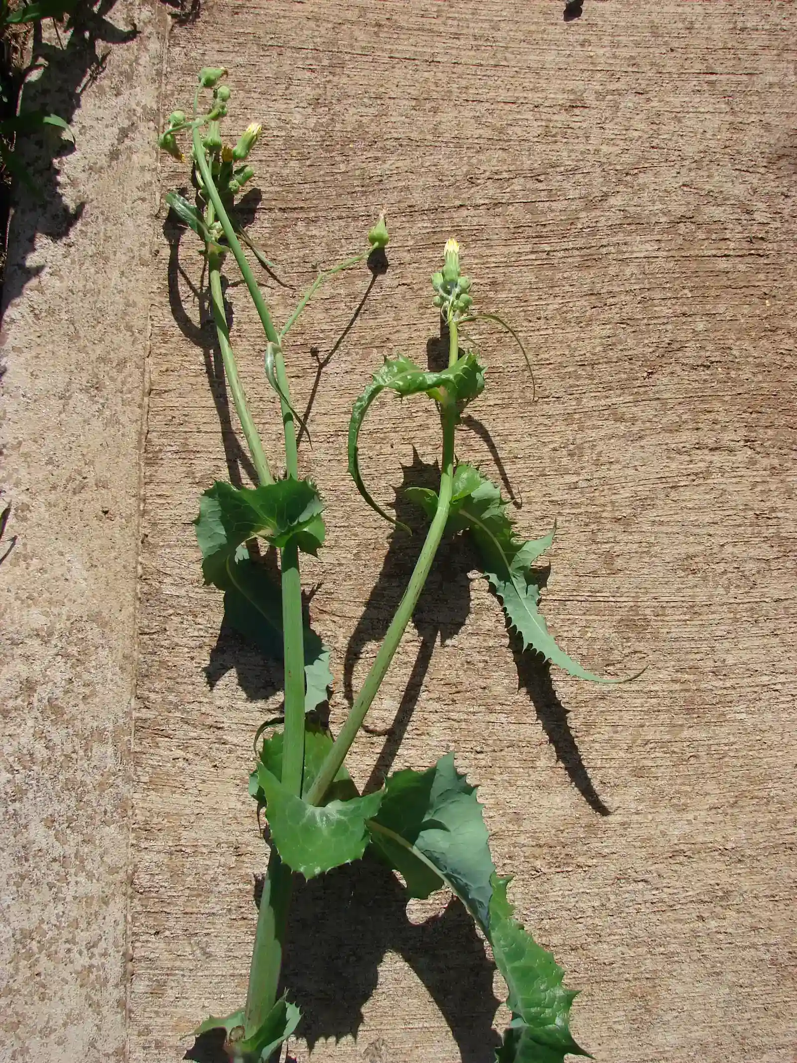 #6 Thistles: Armored Pioneers in Concrete Wastelands (starr-070215-4504-Sonchus_oleraceus-plant_on_pavement-Old_macadamia_nut_orchards_Waiehu-Maui, CC BY 3.0 us)