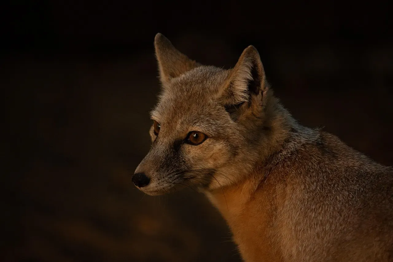 #12 - They Tracked the Moon and Stars Through Animal Behavior (Image Credits: Pixabay)