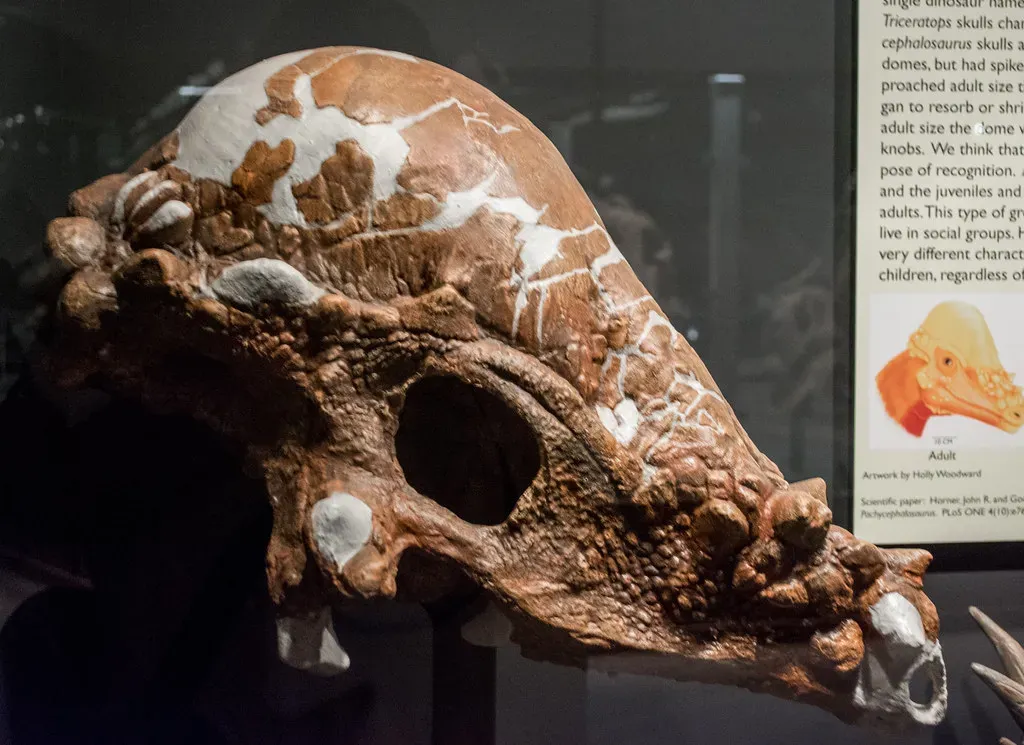 #6 - A Tiny Mongolian Fossil Cracked Open the History of Head-Butting Dinosaurs (Tim Evanson, Flickr, CC BY-SA 2.0)