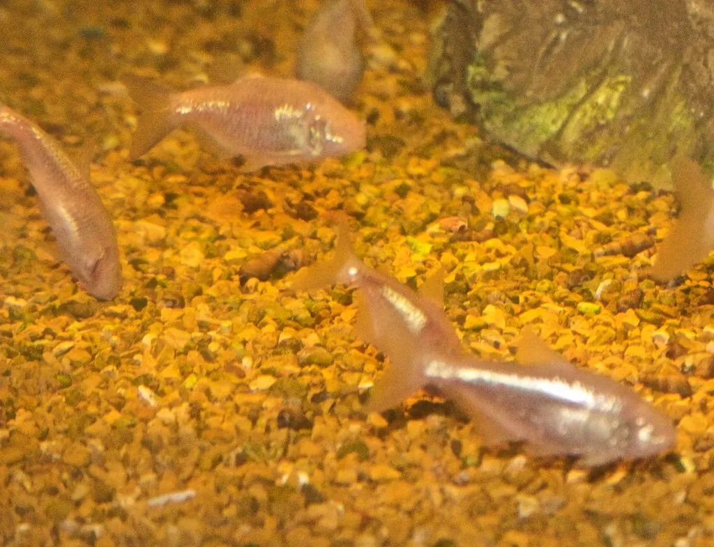 5. Blind Cave Fish Mapping a World They Cannot See (Just chaos, Flickr, CC BY 2.0)