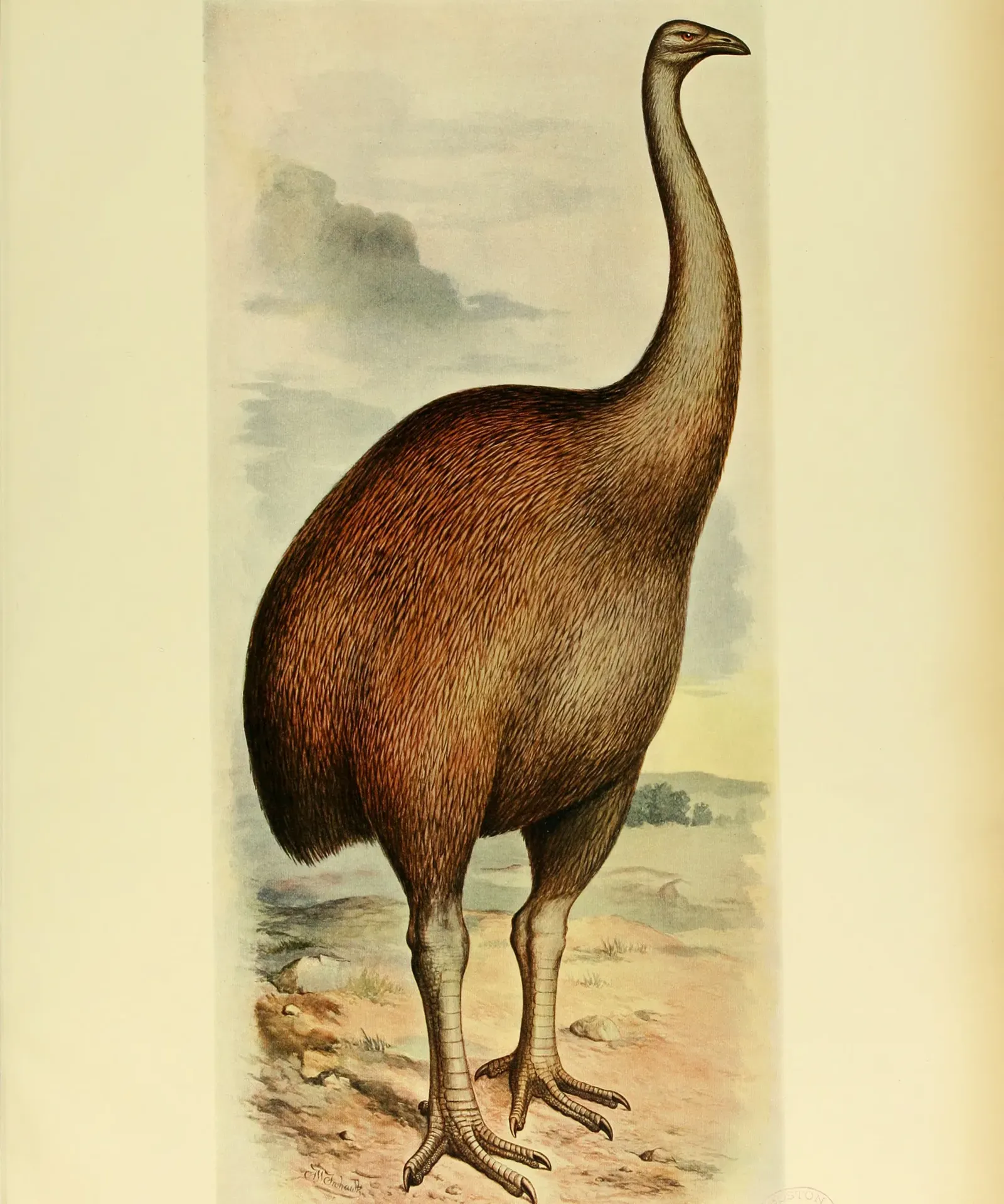 #1 - It Turned "Too Big to Fly" Into a Survival Superpower (Image Credits: Wikimedia)