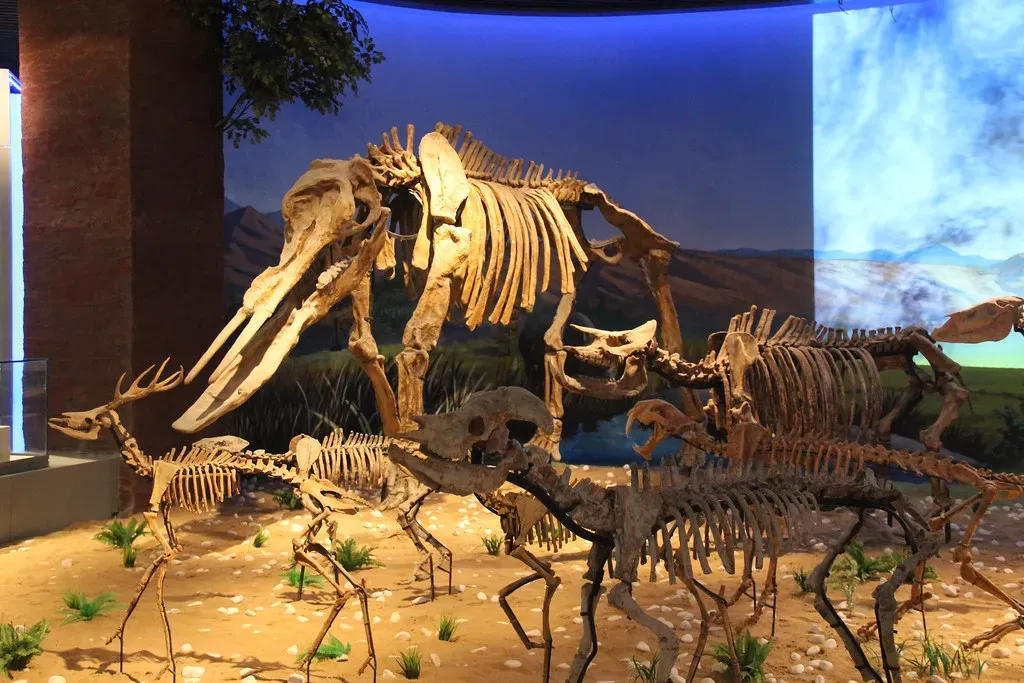The Mystery of the Megafaunal Extinction (Image Credits: Flickr)