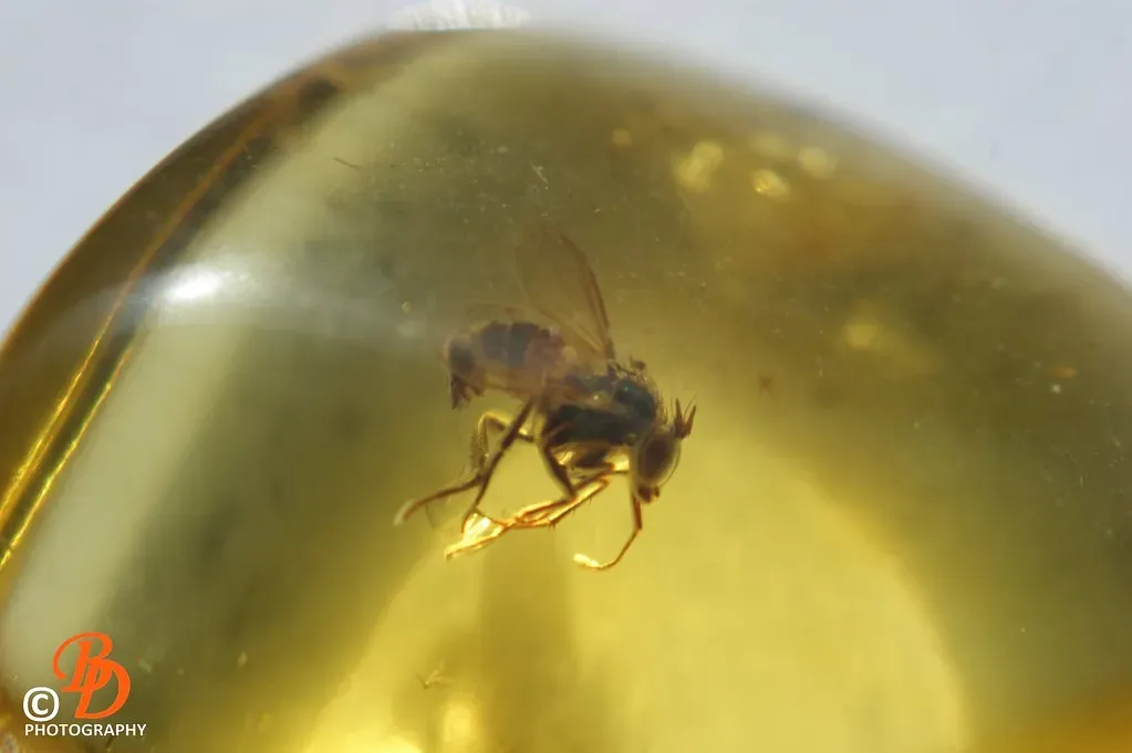 What Jurassic Park Actually Got Right - Science Deserves the Credit Too (Image Credits: Flickr)