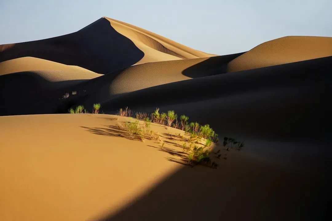 #6 - Buried Vegetation Layers Mark the Calm Years Between Wind Events (Image Credits: Unsplash)