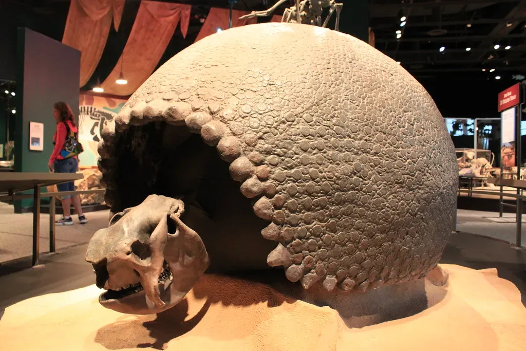 Capricorn: The Glyptodont (Image Credits: Flickr)