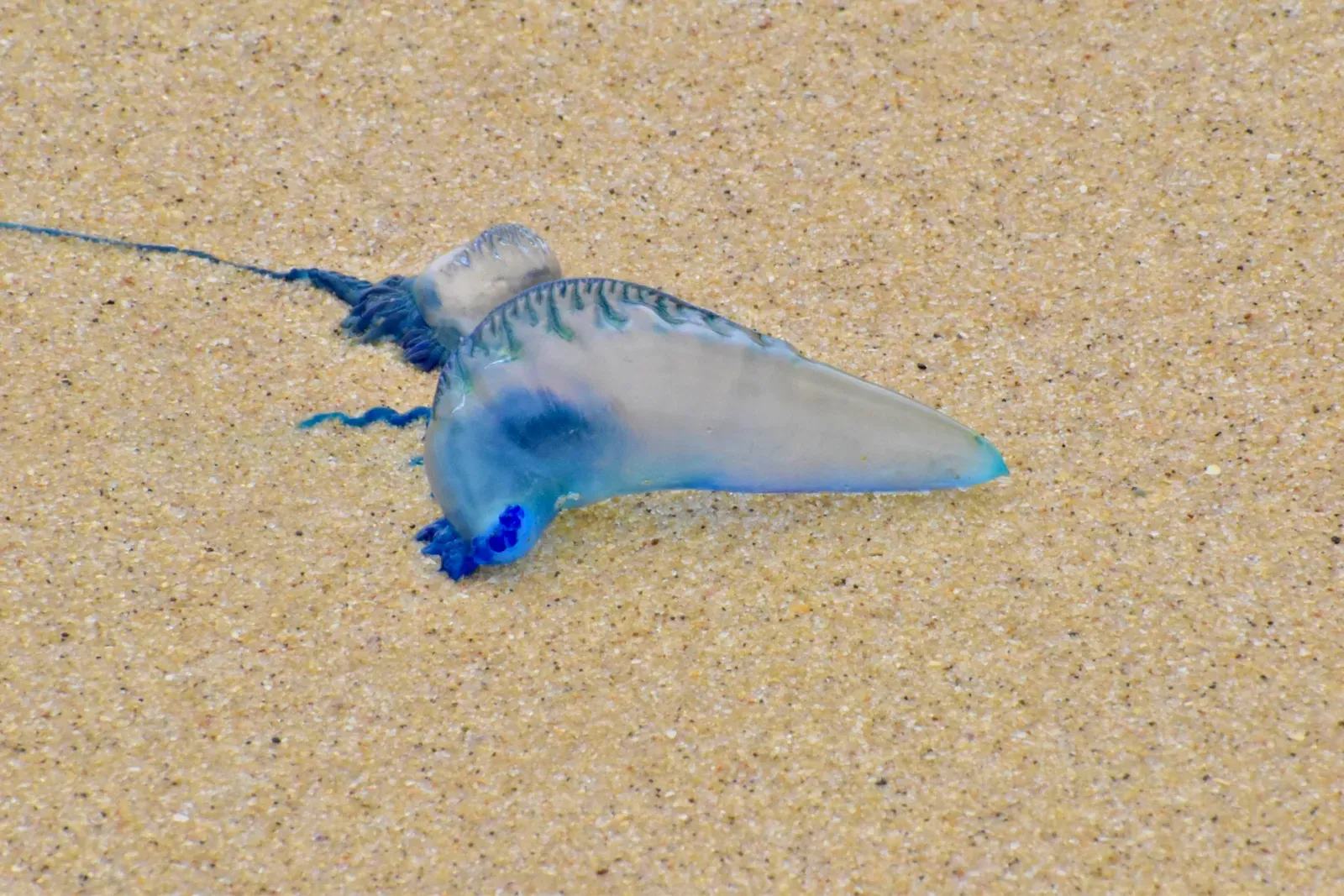 Cancer: The Portuguese Man o' War (Image Credits: Wikimedia)