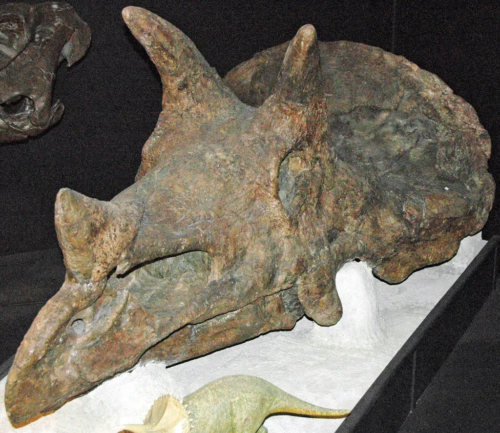 #5 - The Three-Horned Rival That Might Just Be an Old Triceratops (James St. John, Flickr, CC BY 2.0)