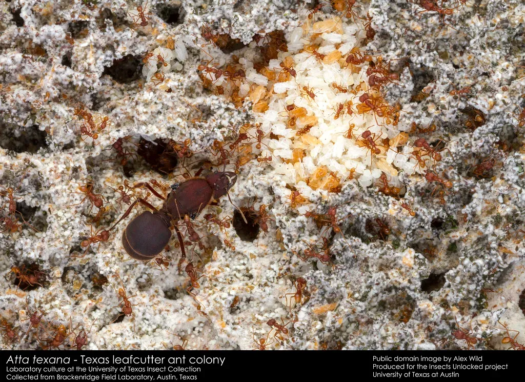 #3 Ant Cities and Surprise Nest Chambers (Image Credits: Flickr)