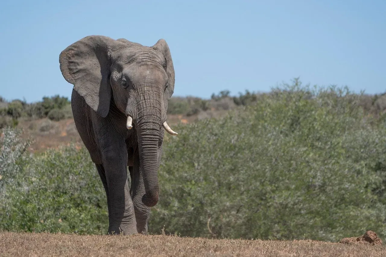 The Elephant: Embodying Wisdom and Emotional Intelligence (Image Credits: Pixabay)