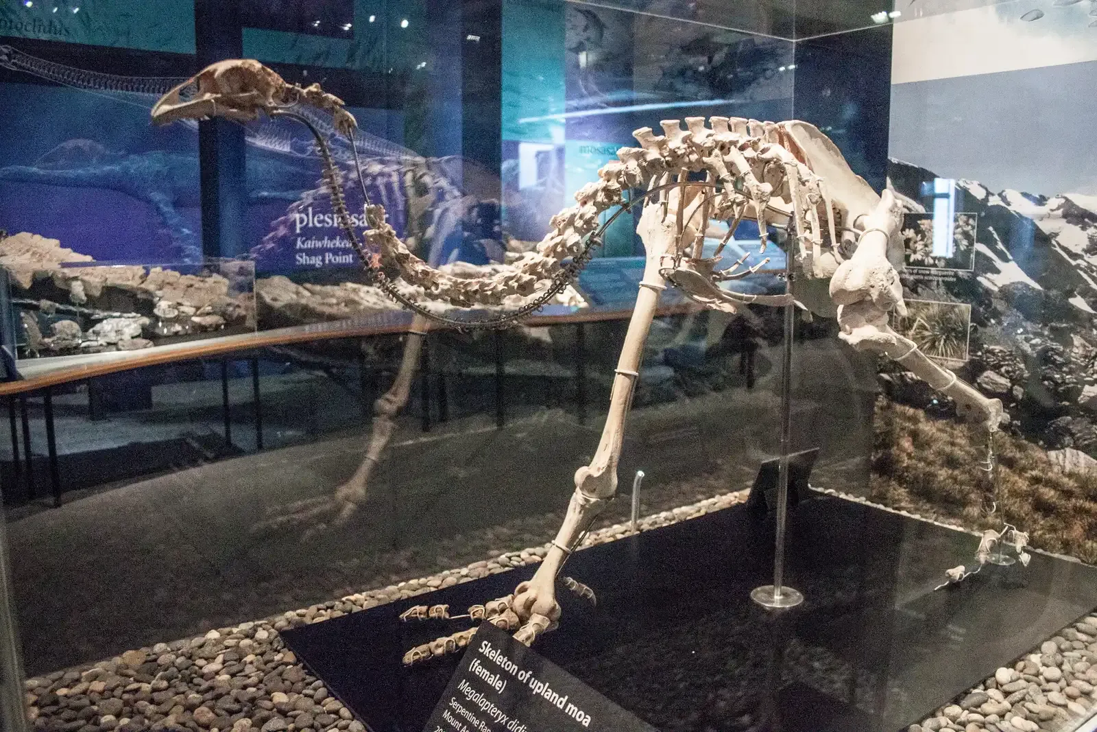 #9 - Moa Had A Trombone-Like Windpipe For Deep Calls (Self-photographed Photo by Szilas in the Otago Museum, Public domain)