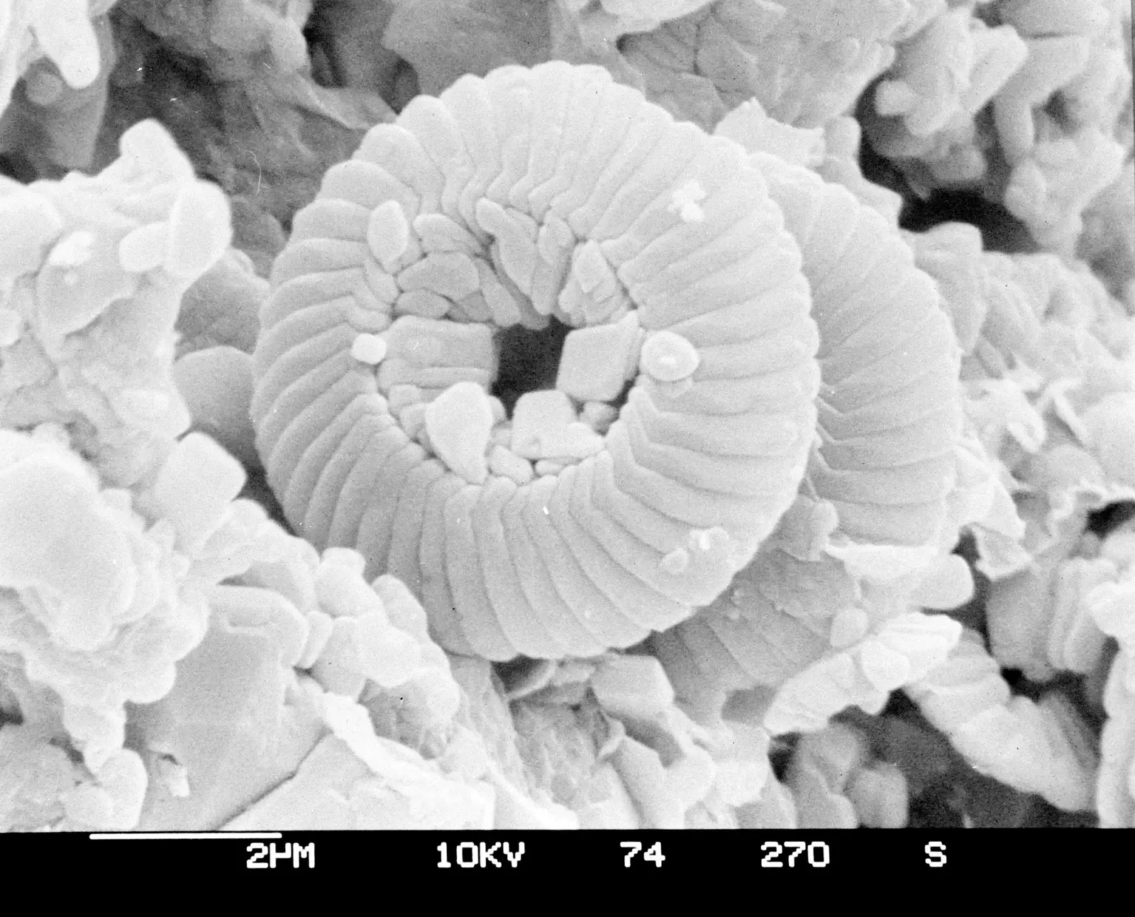 Conclusion: The Smallest Records of the Largest Story Ever Told (Image Credits: Wikimedia)