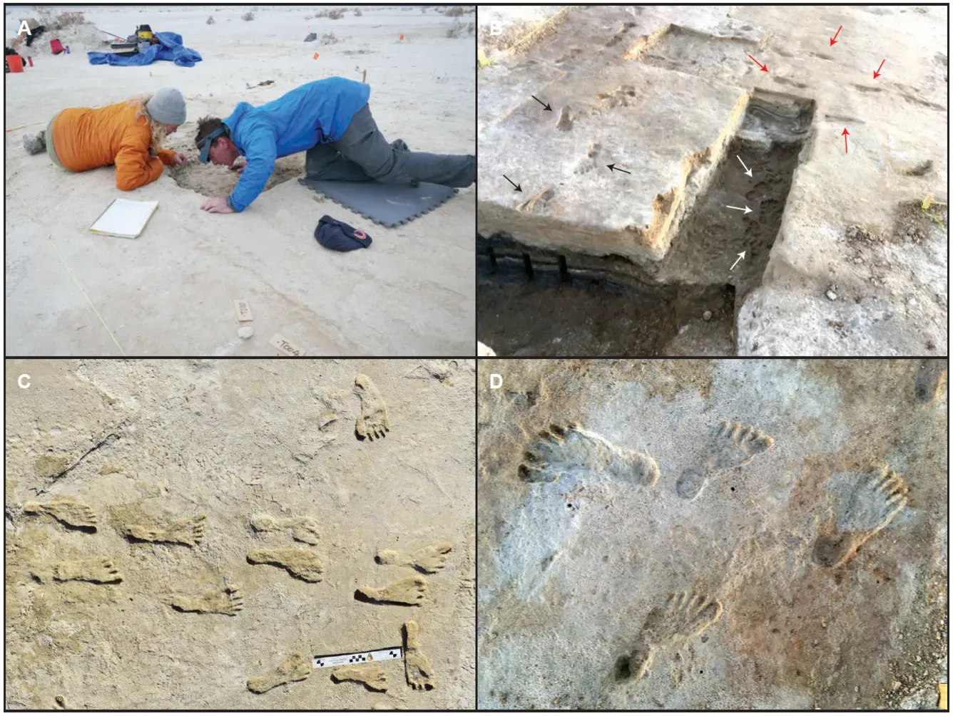 2. Fossil Footprints Show Early Attention to Subtle Ground Cues (By United States Geological Survey, Public domain)