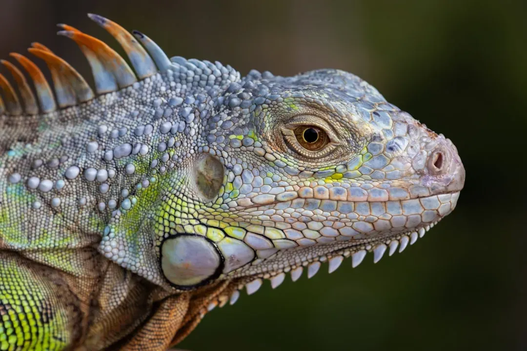 #5 - The Iguana's "Third Eye" Doesn't Actually See Images (Image Credits: Unsplash)