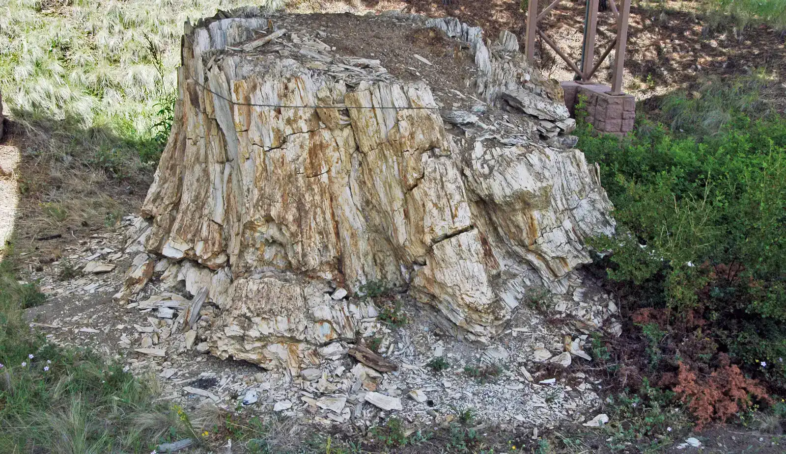 Meet the Strange First Trees: Nothing Like Your Local Woodland (By James St. John, CC BY 2.0)