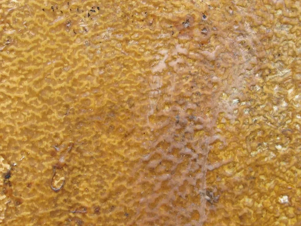 January: Caramel and Grounded Determination (Image Credits: Flickr)