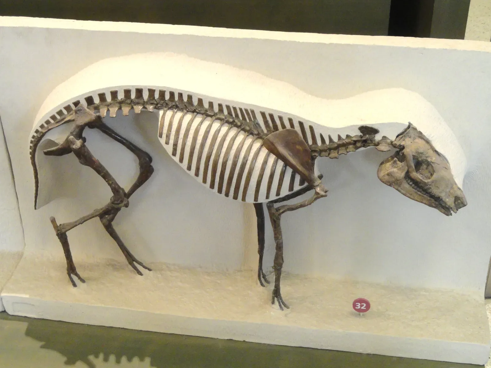 6. Eohippus (Hyracotherium): The Tiny Horse That Started It All (By Daderot, CC0)