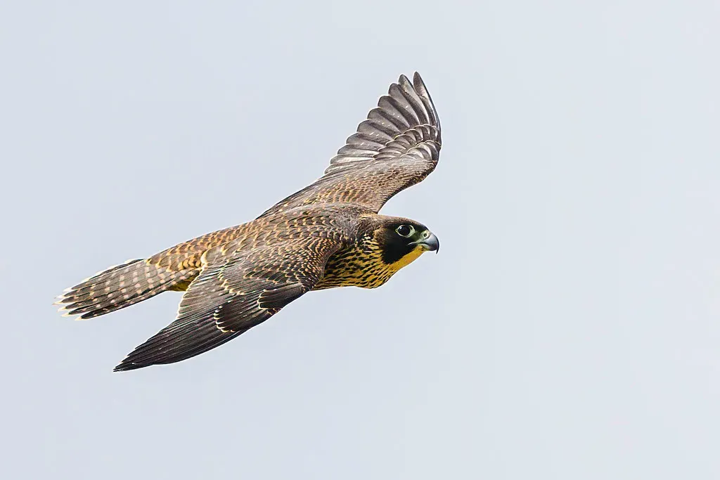The Falcon: Swift Decisions and Laser Focus (Image Credits: Flickr)