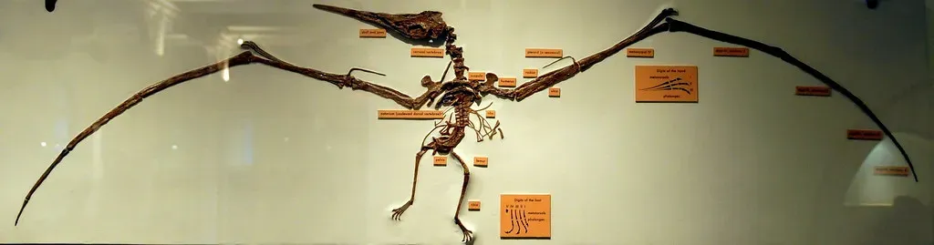 Built for Flight: Revolutionary Skeletal Engineering (Image Credits: Flickr)