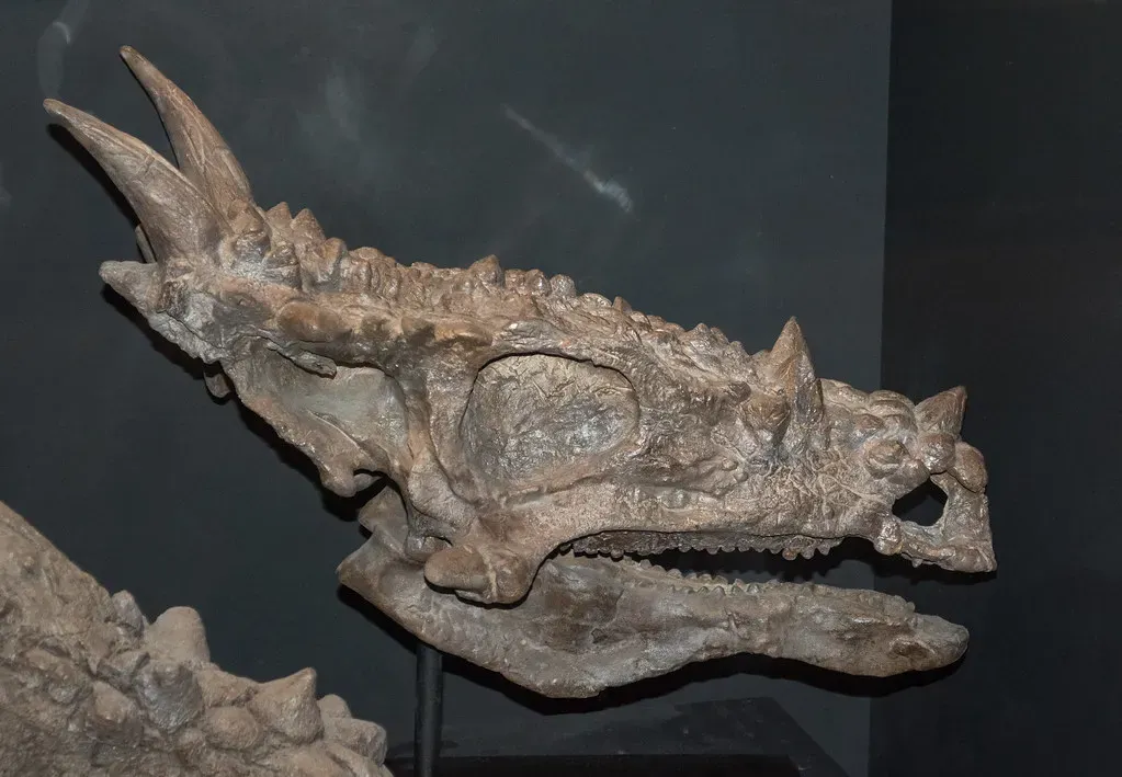 #13 - The "Dragon" Dinosaur That Might Just Be a Teenager (Tim Evanson, Flickr, CC BY-SA 2.0)