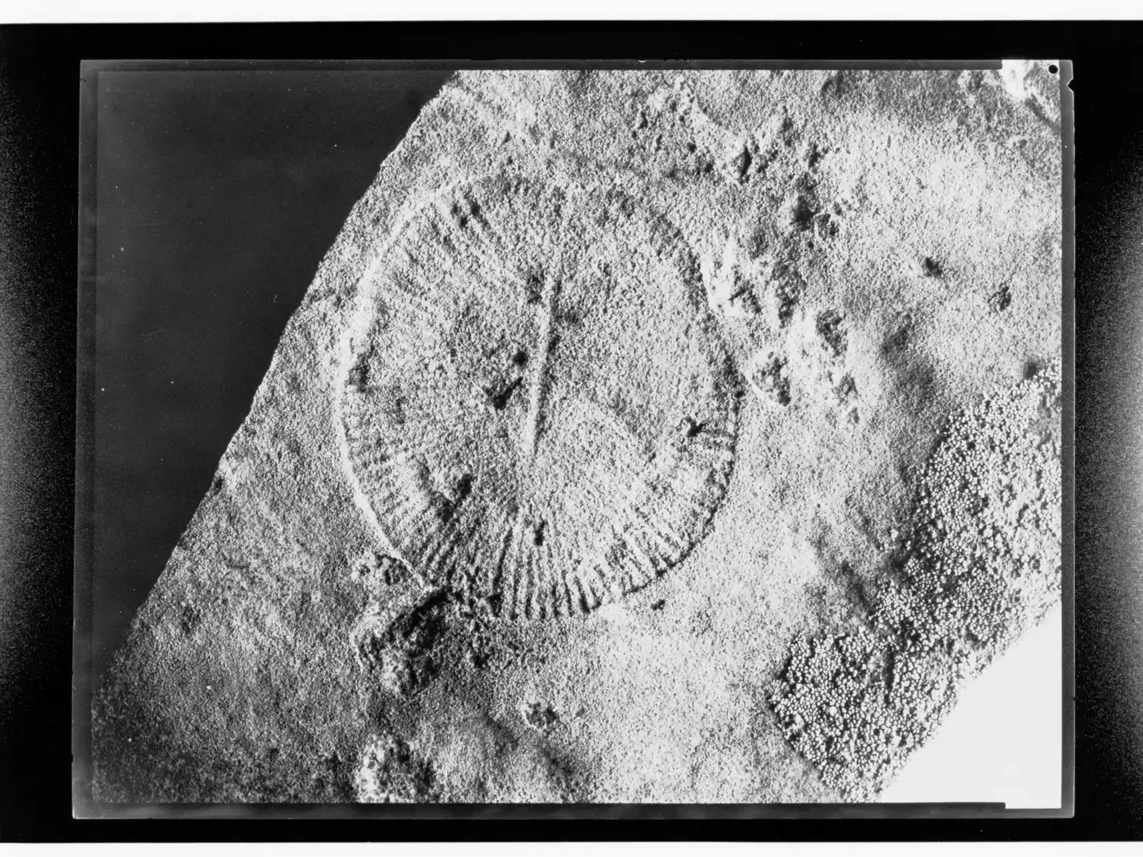 9. The Ediacara Hills Biota, South Australia (The History Trust of South Australian,  South Australian Government  Photo [1]  Object record [2], CC0)