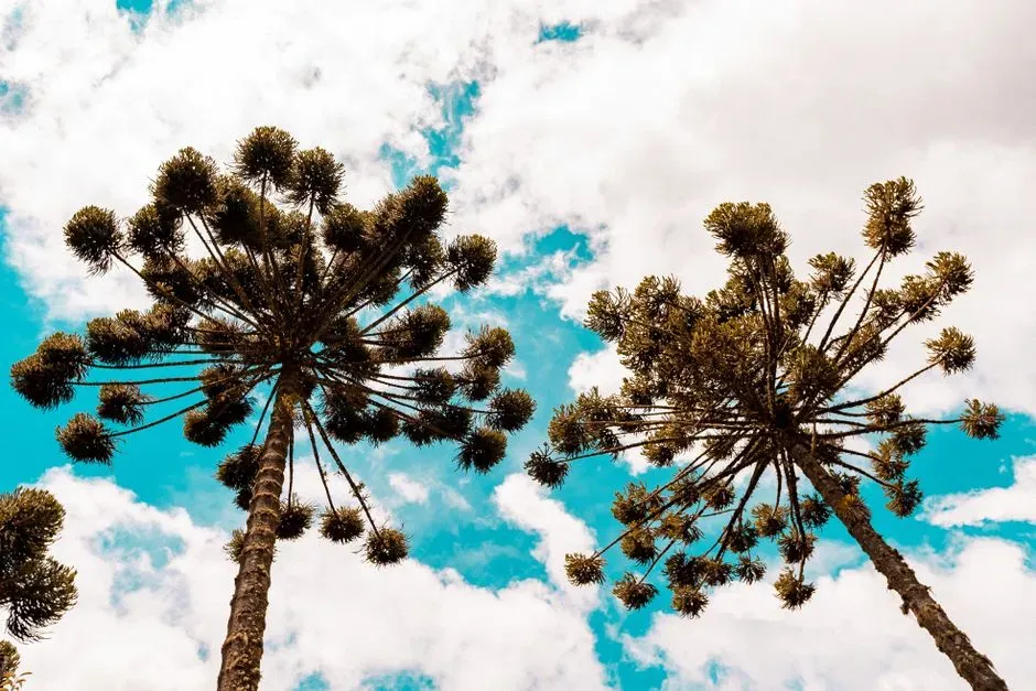 5. Araucaria and Relatives: The Jurassic-Looking “Monkey Puzzle” Trees (Image Credits: Pexels)