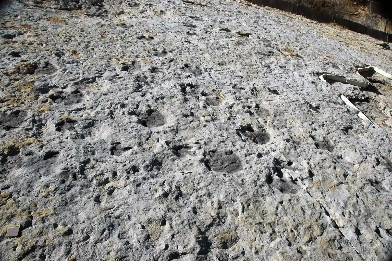 Juvenile Tracks Surrounded by Adults: The First Shock (Image Credits: Wikimedia)