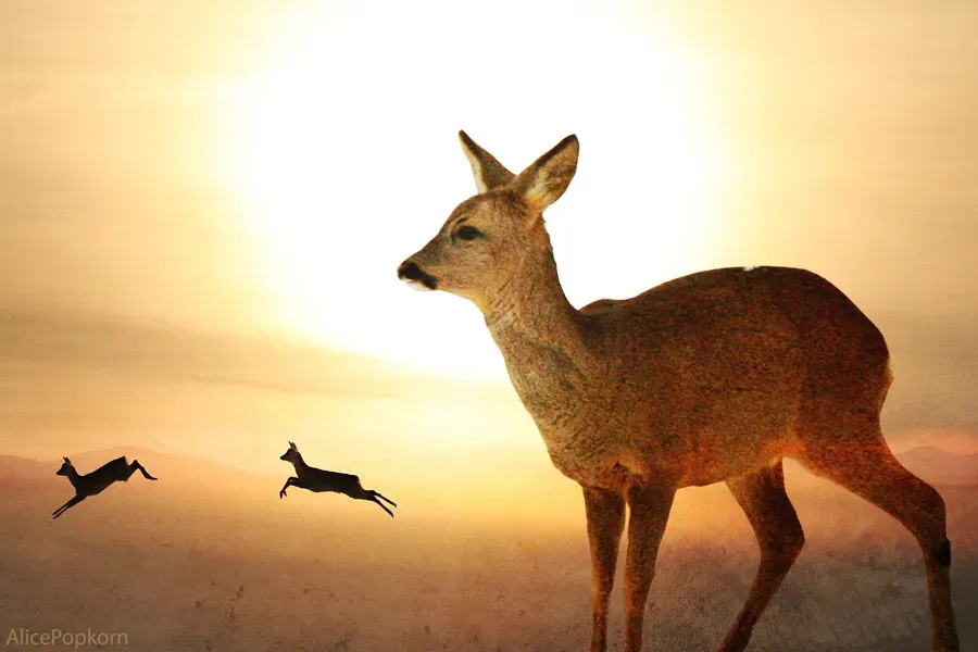 The Deer Bringing Gentleness to Harsh Times (Image Credits: Flickr)