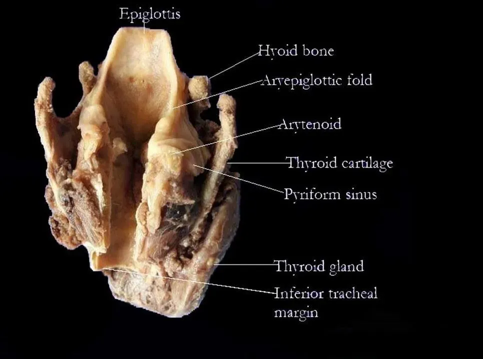 Breath, Voice, and the Risky Redesign of the Throat (Government Medical College, Kozhikode, CC BY-SA 3.0)