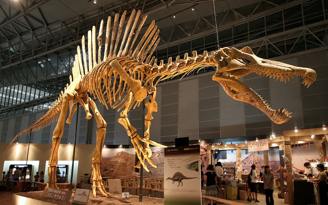 #3 - Its Bones Were Built Like a Penguin's, Not a Land Animal's (Spinosaurus - 01Uploaded by FunkMonk, CC BY 2.0)