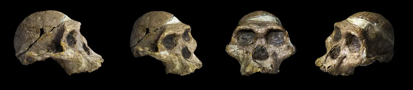 #2 - Fossils a Full Million Years Older Than the Label Said (By José Braga; Didier Descouens, CC BY-SA 4.0)