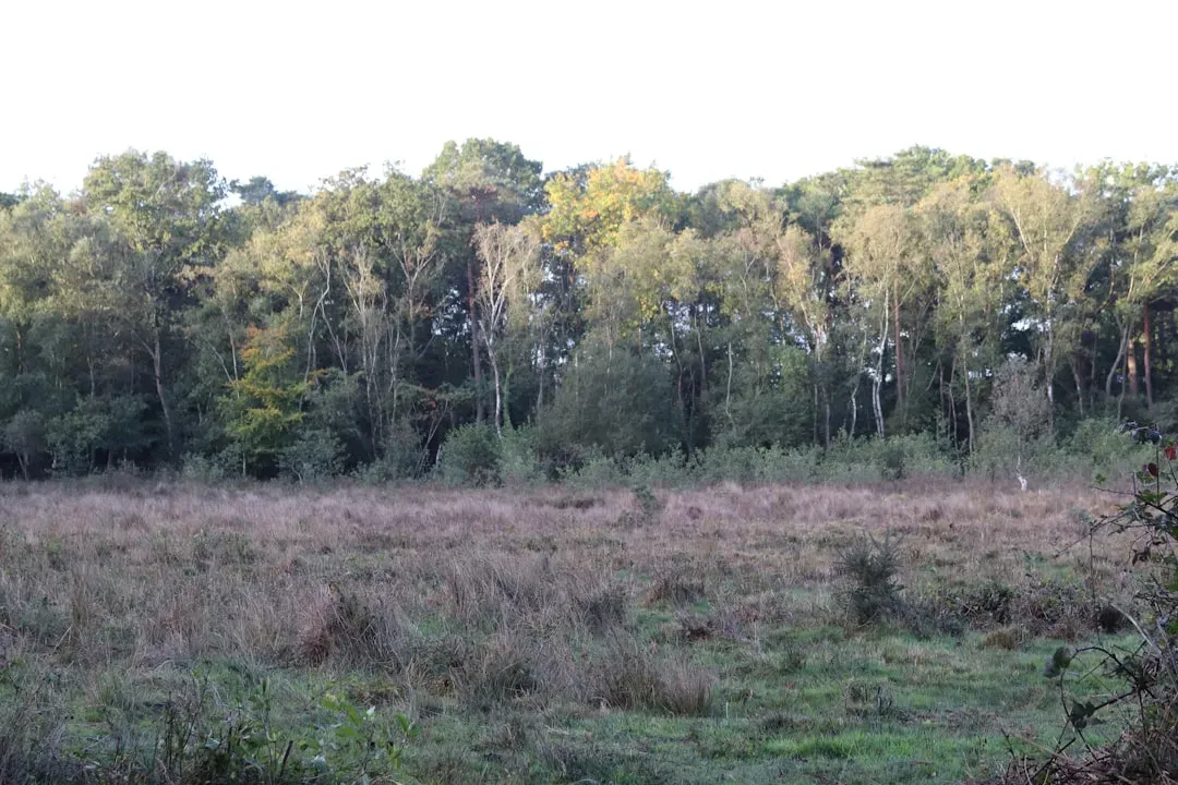 What the Grasslands Became (Image Credits: Unsplash)