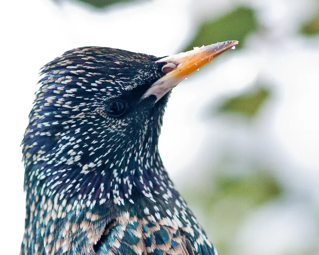 The Brain Revolution: How Bird Intelligence Has Deep Dinosaur Roots (Image Credits: Flickr)