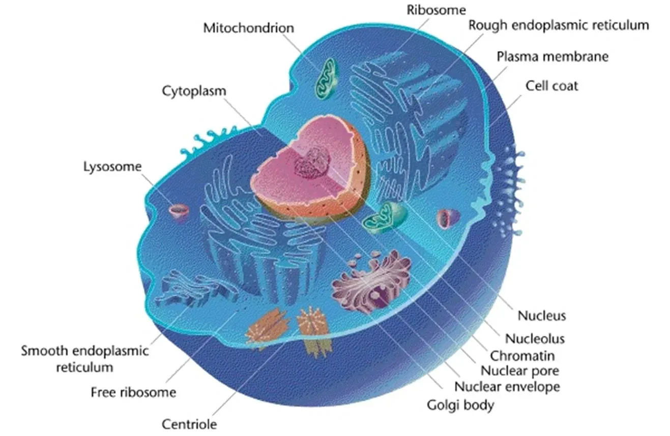 5. The Rise of the Eukaryotic Cell: The Merger That Built You (By Mediran, CC BY-SA 3.0)