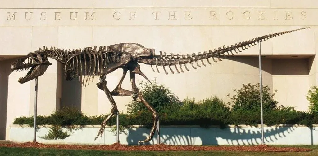 Kathy Wankel's Montana T. Rex (Image Credits: Wikimedia)