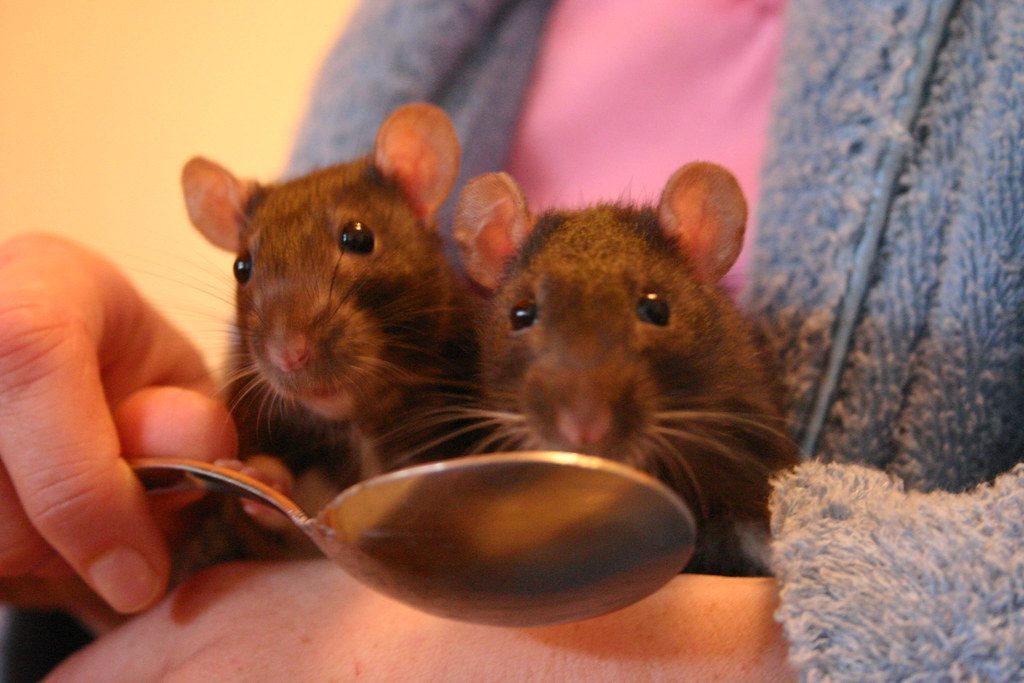 The Rat: Your Clever and Charming Match (Image Credits: Flickr)