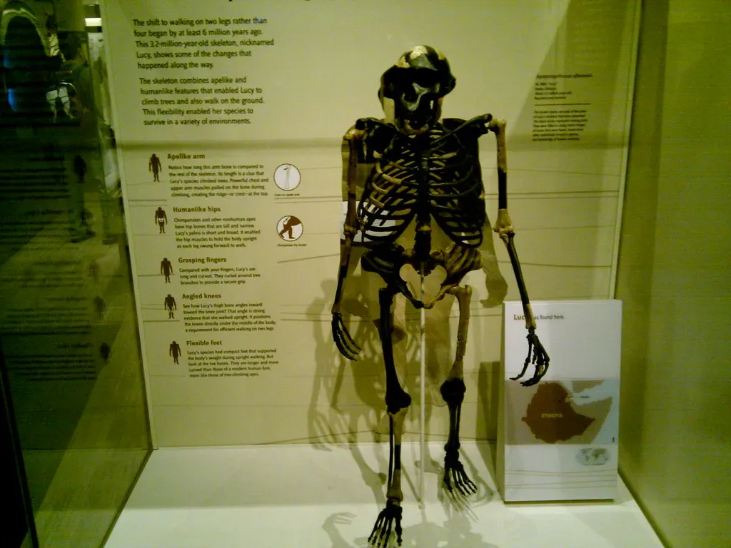 Australopithecus afarensis: Lucy's Legacy (Image Credits: Flickr)