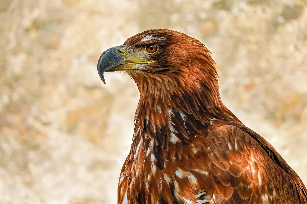 #8 - Possible Ultraviolet Detection for Tracking Prey Trails (Image Credits: Pixabay)