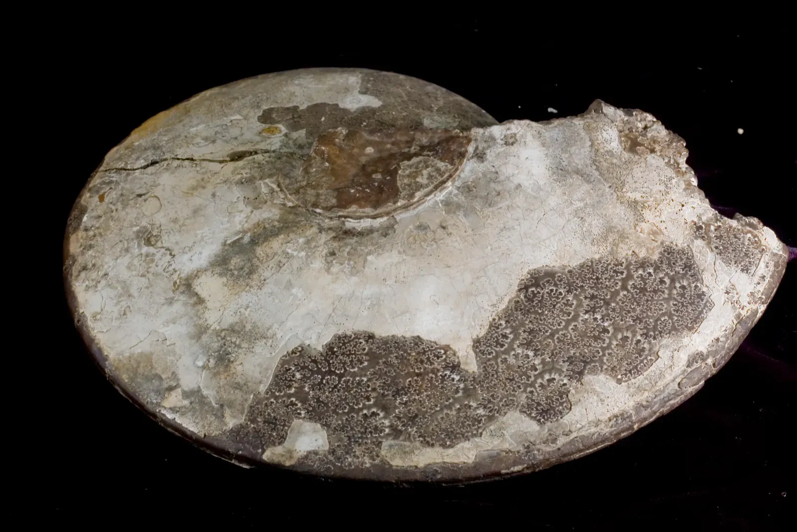 The Breakthrough That Changed Everything (Image Credits: Wikimedia)