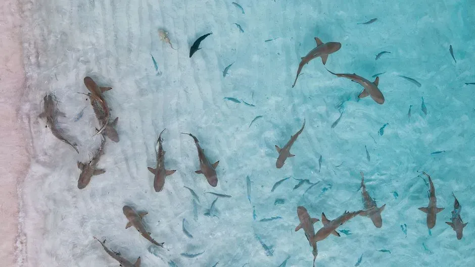 2. Sharks: Ancient Ocean Predators in a Plastic Sea (Image Credits: Pexels)