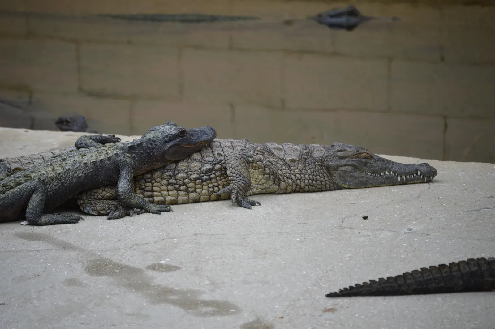 #13 - Alligators and Crocodiles Are Not Interchangeable Cousins (By Agsftw, CC BY-SA 3.0)